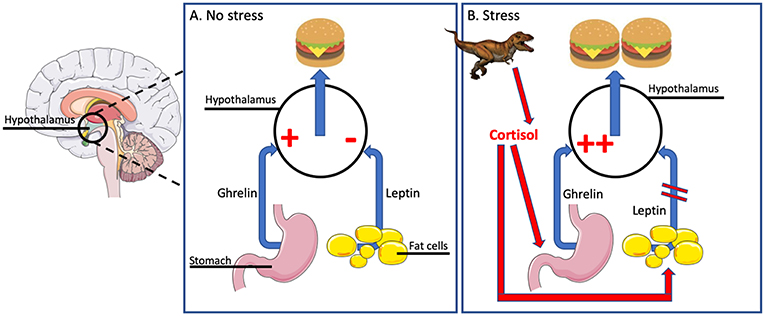 Cortisol and Stress Eating