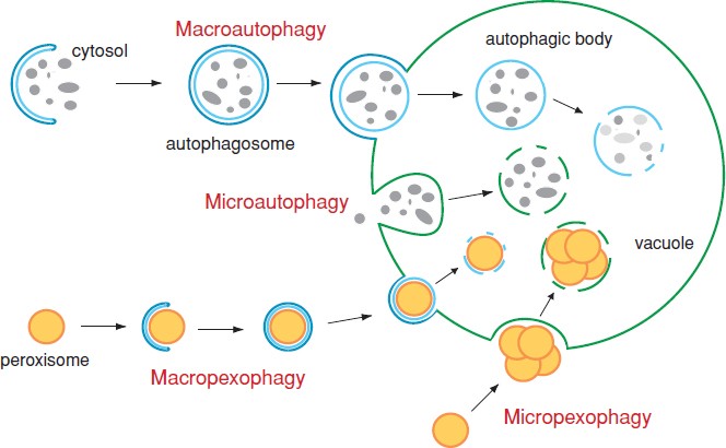 Autophagy Definition