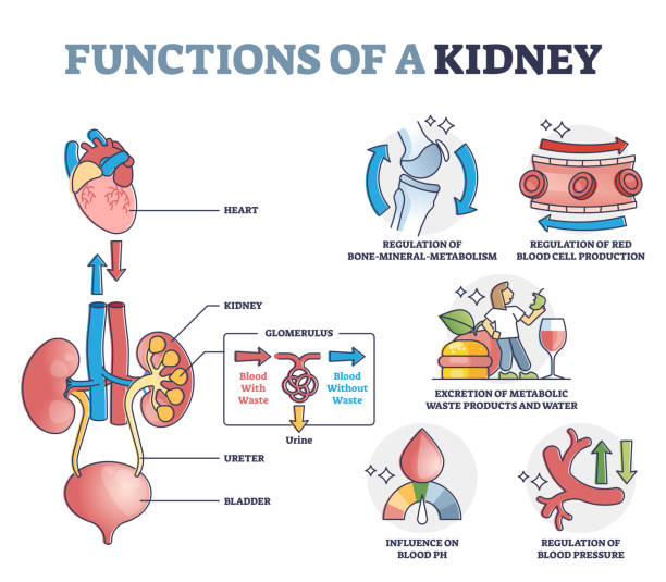 Kidney Health Support
