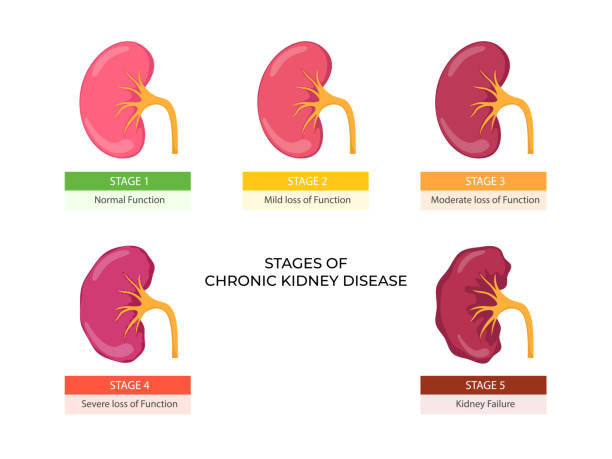 Kidney Health Support