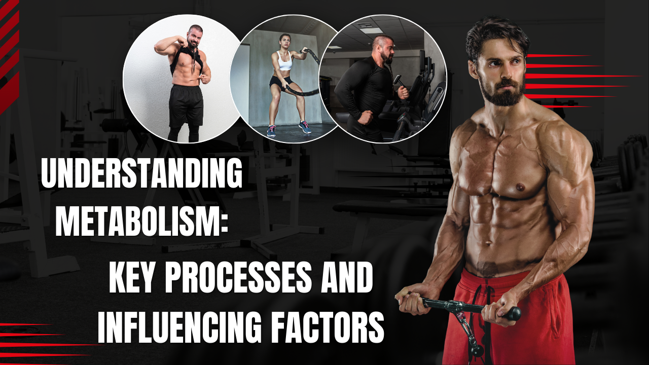 Understanding Metabolism: Key Processes and Influencing Factors post thumbnail image